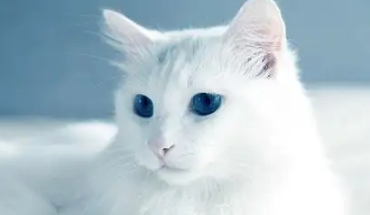 母猫几个月做绝育最好