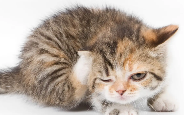猫咪绝育的好处坏处