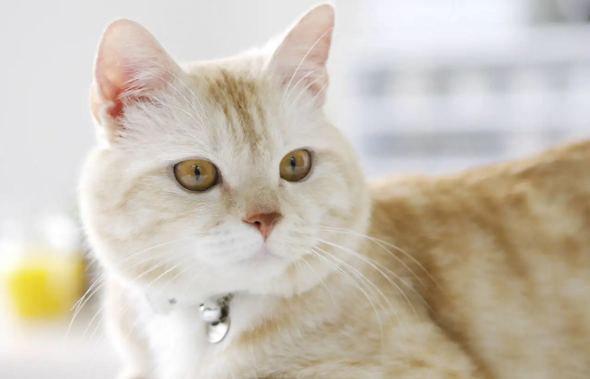 猫咪吐出来的猫粮还是完整的猫粮