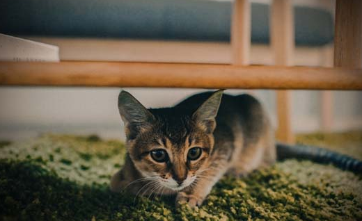 蓝猫和蓝白猫哪个更好?真的太难选择了 蓝猫和蓝白猫哪个更好?真的太难选择了