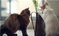 猫为什么一被打就拉屎了