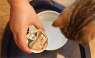 天天吃猫罐头的后果会怎么样