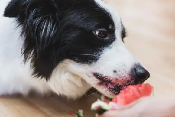边境牧羊犬能吃火龙果吗