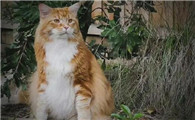 母猫生完小猫后出血怎么办