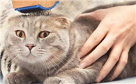 猫尿道堵了吃了消炎药跟排石颗粒都没用了