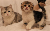 猫的眼睛流黄色分泌物怎么办会传染给人吗