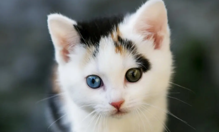 猫咪需要剪毛吗
