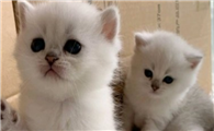 小猫什么时候可以吃猫粮啊