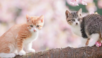 猫咪认可主人的六个表现 猫咪认可主人的六个表现