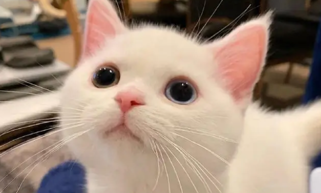 猫下崽子用不用管