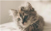 猫不小心吃了蟑螂药会死吗