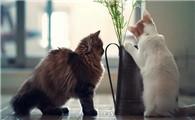 猫瘟初期什么症状
