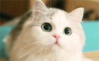 猫身上细细长长的虫子是什么