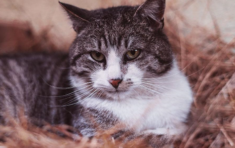 猫不听话打真的能听话吗 猫不听话打真的能听话吗