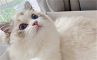 猫咪为什么会呕吐