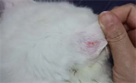 猫咪腹部毛囊炎怎么治疗