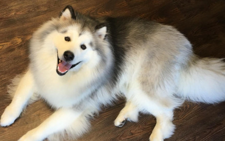 阿拉斯加犬好养吗