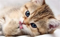 猫咪总是舔毛是怎么回事