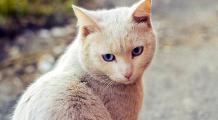 猫可不可以喝椰奶 猫可不可以喝椰奶