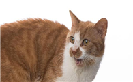 猫流口水并且很臭怎么回事