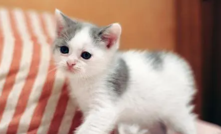 猫咪生小猫需要人帮忙吗