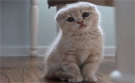 银渐层折耳猫的寿命是多少年