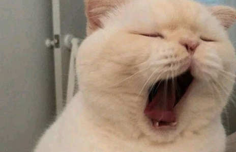 猫耳朵发炎什么症状 猫耳朵发炎什么症状