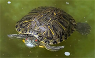 乌龟浮水怎么治疗
