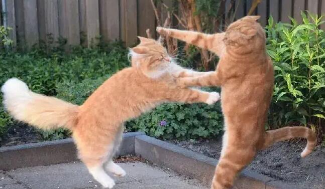 两只公猫打架怎么处理 两只公猫打架怎么处理