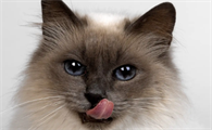 猫咪一定要驱虫吗