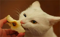 猫得狂犬病还吃东西吗