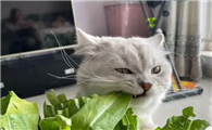 猫咪可以吃什么人吃的食物