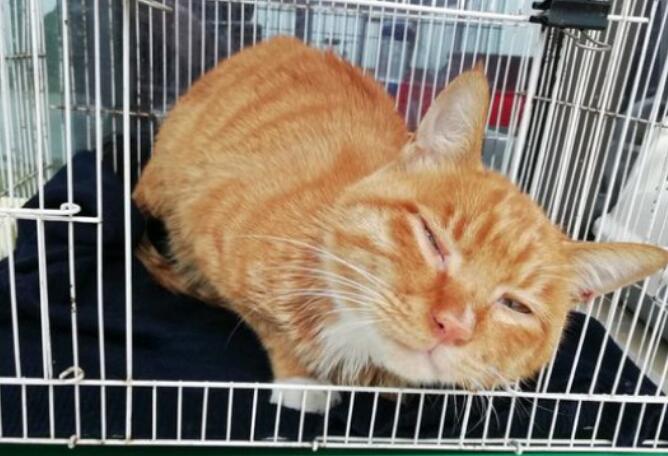 猫怀孕什么症状是怀孕了 猫怀孕什么症状是怀孕了