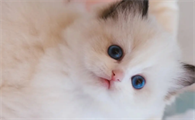 怎么判断猫身上有没有跳蚤
