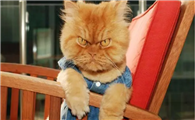 猫咪半夜老叫唤什么原因引起的