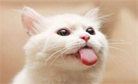猫咪经常像狗一样吐舌头喘气正常吗
