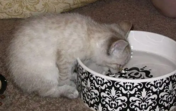 猫咪不喝水怎么解决问题 猫咪不喝水怎么解决问题