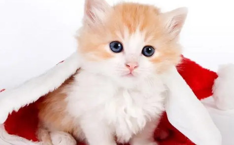 猫咪脚掌很凉是生病了吗 猫咪脚掌很凉是生病了吗