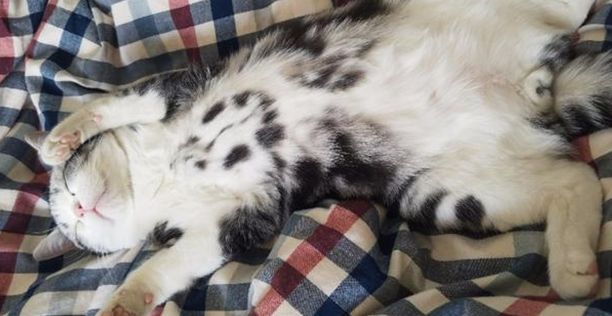 猫躺下来翻出肚皮是什么意思啊