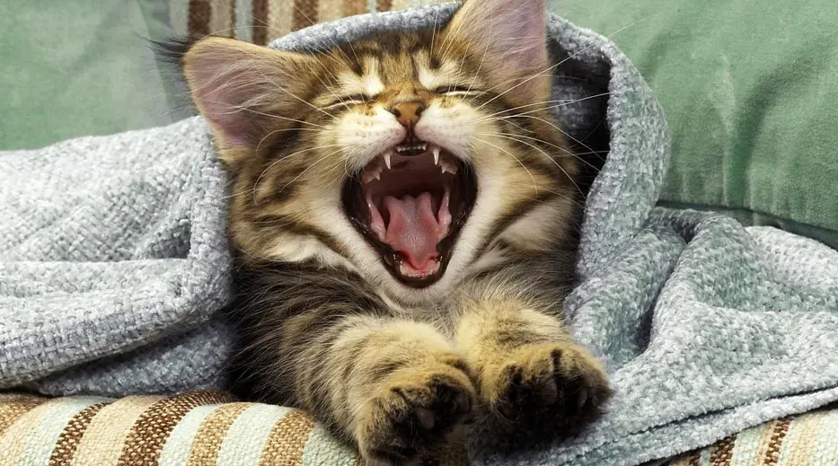 猫咪嘴唇红肿 猫咪嘴唇红肿