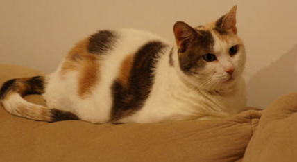 家里的猫咪发情了怎么办