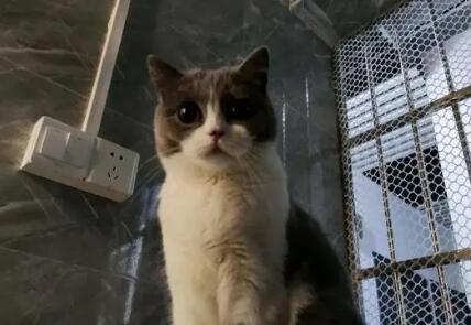 猫能看到几种颜色