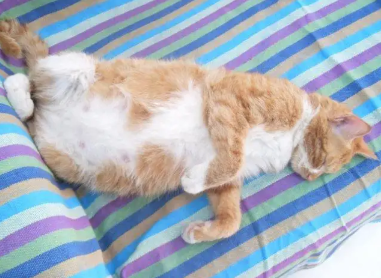 猫咪还在哺乳期可以驱虫吗 猫咪还在哺乳期可以驱虫吗
