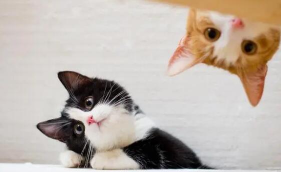 猫驱虫用什么药比较好呢