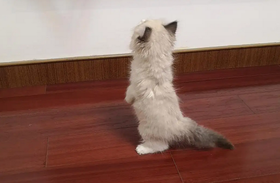 猫一直咬自己的尾巴是怎么回事