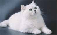 银渐层是长毛还是短毛猫