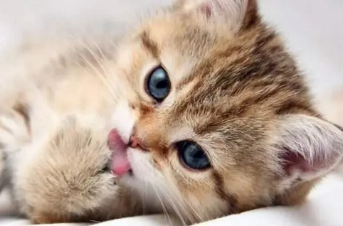 猫咪总是舔毛是怎么回事