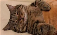 睡觉时把猫咪关在房间外会怎样