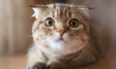 猫咪突然发出像岔气的声音怎么回事