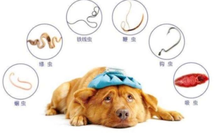 狗狗驱虫后多久虫能全杀死